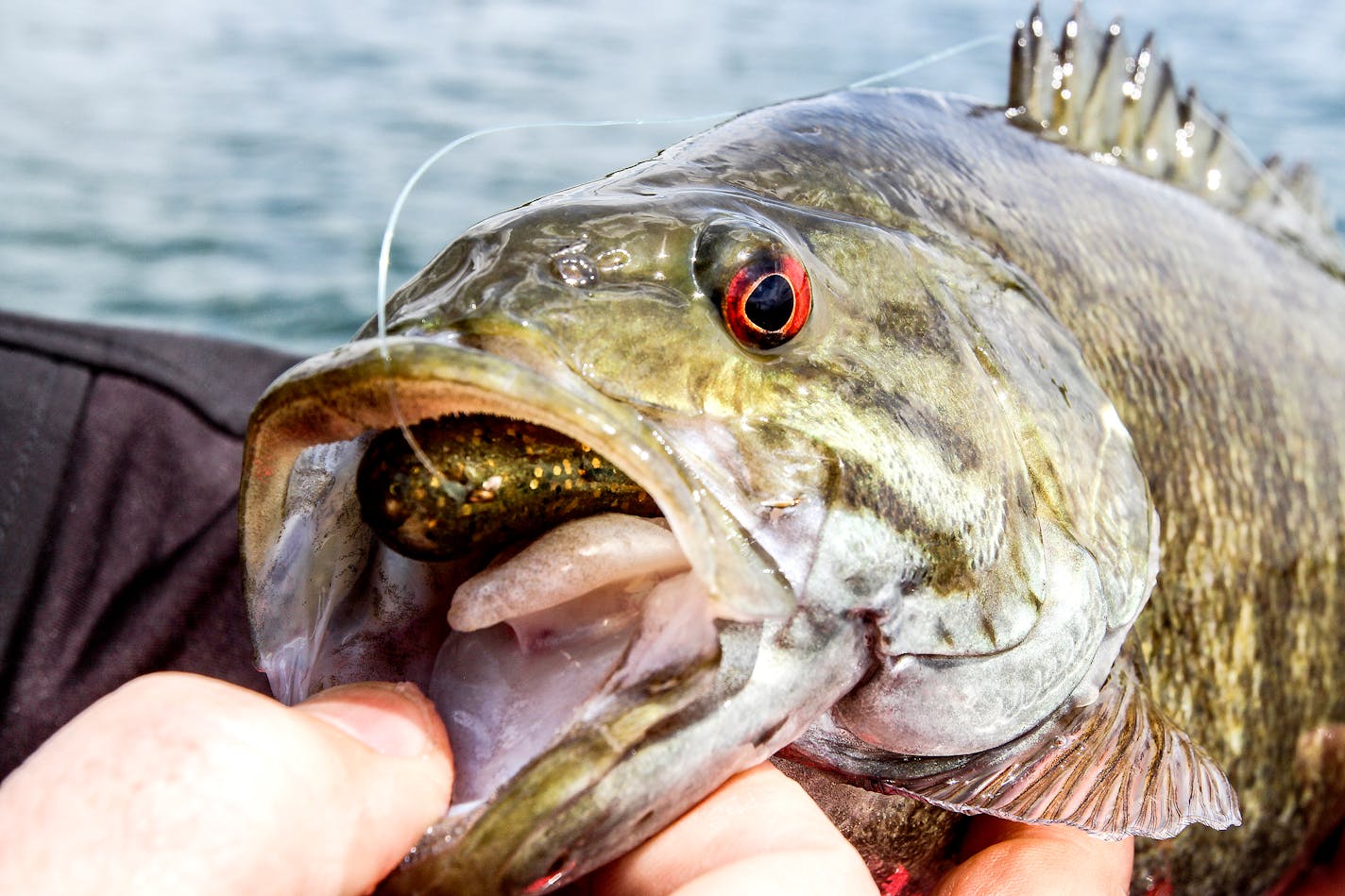 A smallmouth bass caught on Lake Mille Lacs.