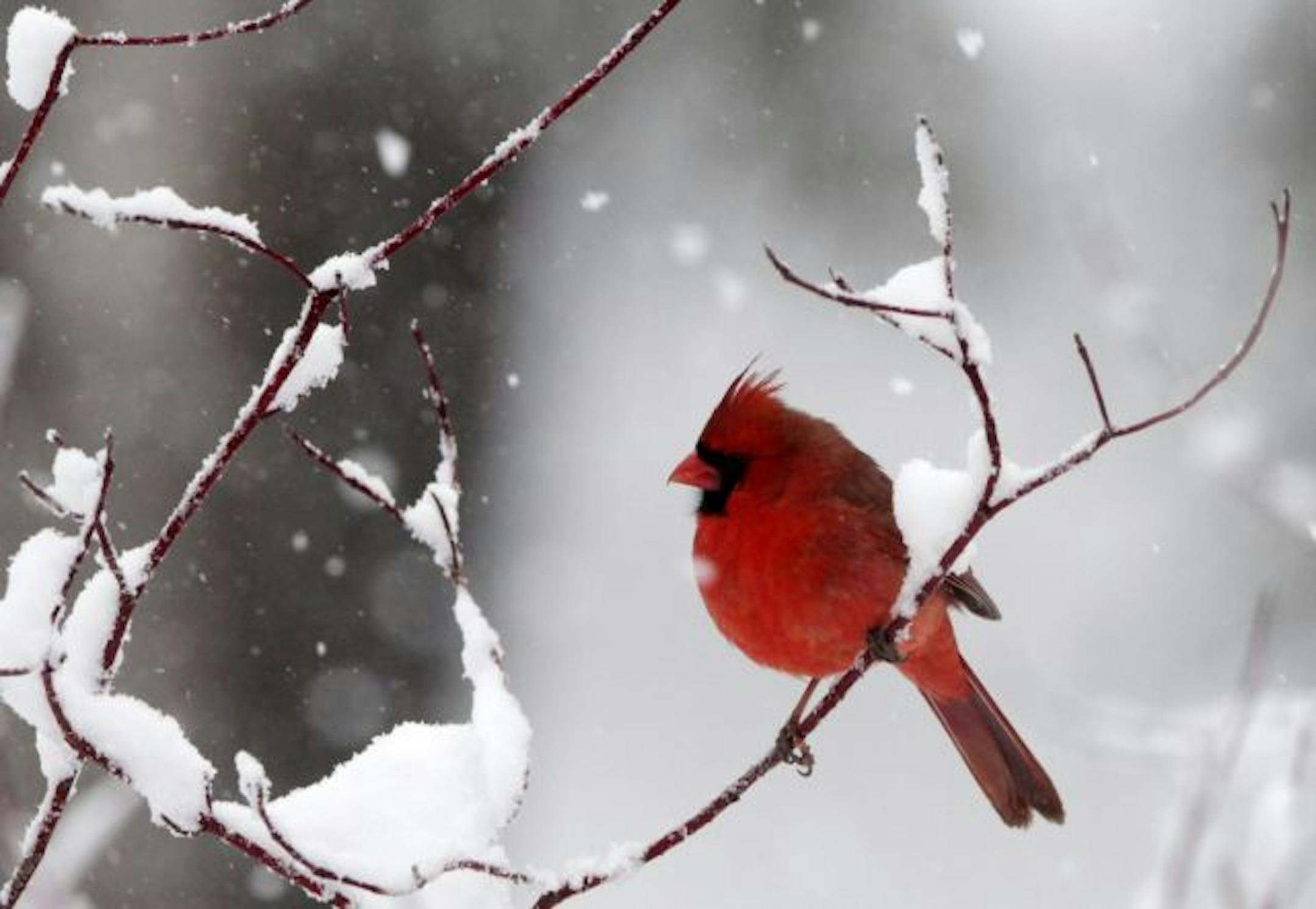 A male cardinal pauses on a snow-covered dogwood branch while searching for food during a wet and heavy snowfall.