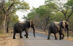 In this photo taken on Thursday, Oct. 1, 2015, elephants cross the road in Hwange National Park, about 700 kilometres south west of Harare. Fourteen e