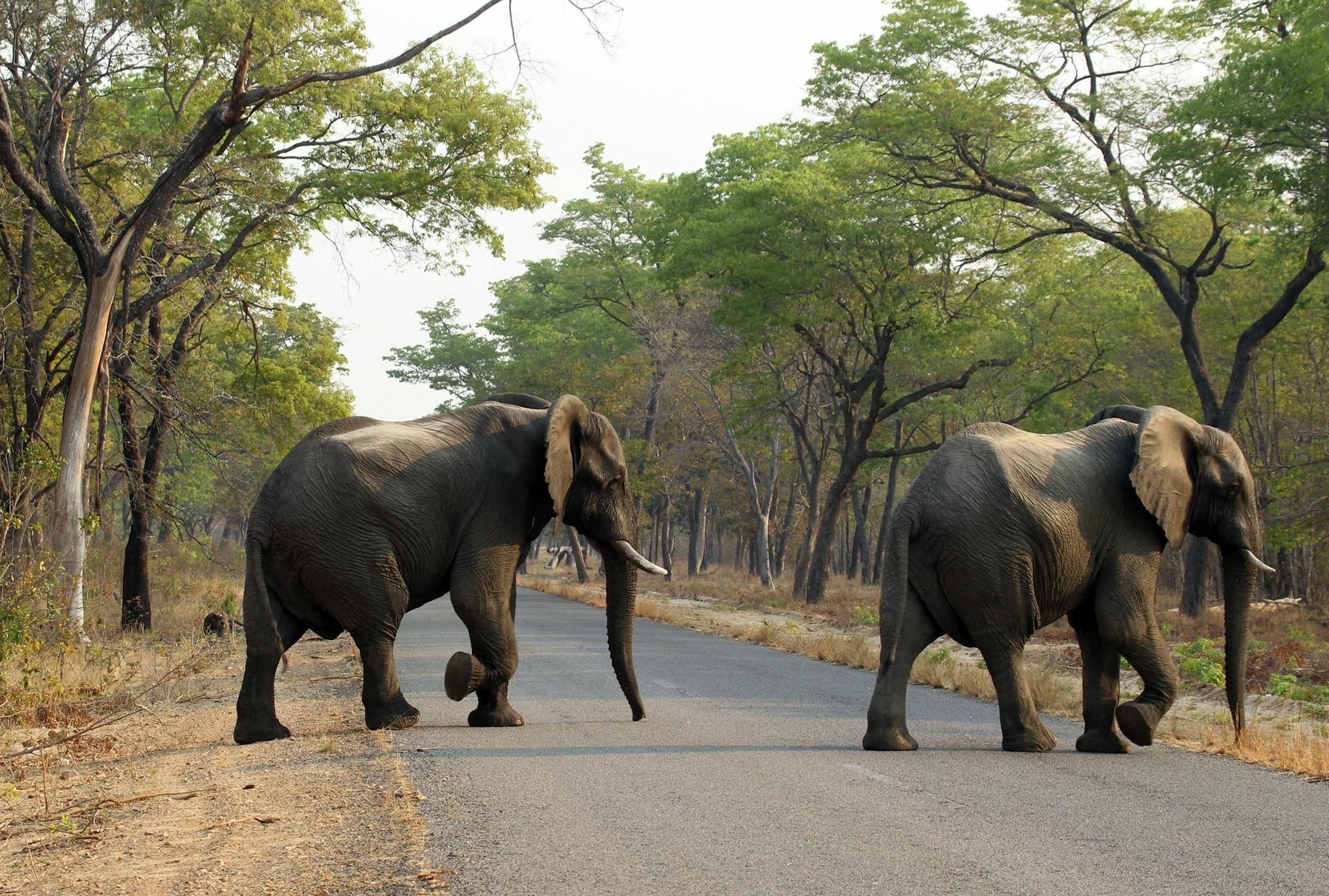 In this photo taken on Thursday, Oct. 1, 2015, elephants cross the road in Hwange National Park, about 700 kilometres south west of Harare. Fourteen elephants were poisoned by cyanide in Zimbabwe in three separate incidents, two years after poachers killed more than 200 elephants by poisoning, Zimbabweís National Parks and Wildlife Management Authority said Tuesday, Oct. 6, 2015. (AP Photo/Tsvangirayi Mukwazhi)