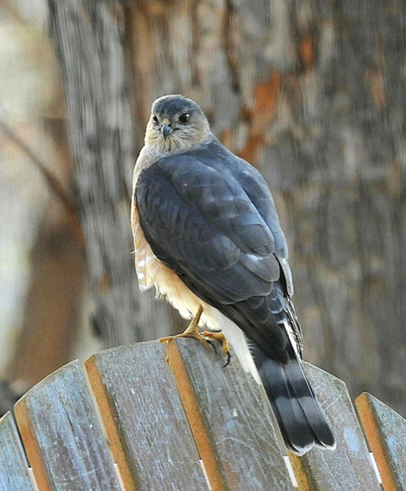 A Cooper's hawk perches on the back of a weathered Adirondack chair.