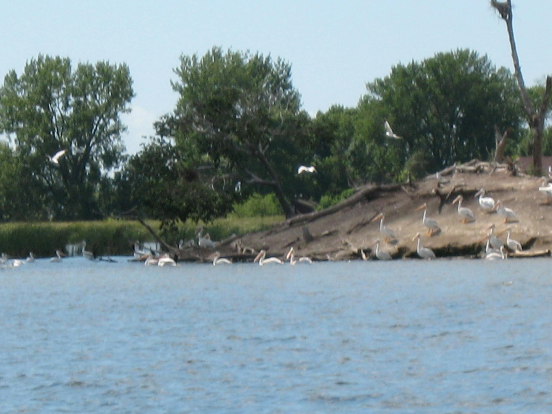 American white pelicans on Minnesota Lake