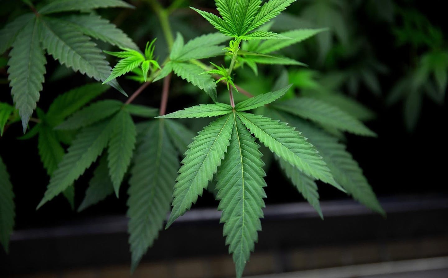 Marijuana plants grow under lights at Cresco Labs medical marijuana cultivation facility Aug. 8, 2018, in Joliet, Ill. (Erin Hooley/Chicago Tribune/TNS)