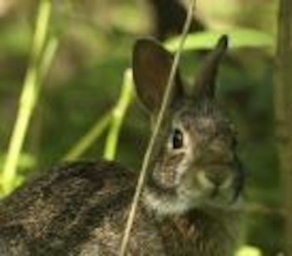 A cottontail rabbit browsed on plants near where Basset's Creek flows into the Mississippi River Sunday afternoon