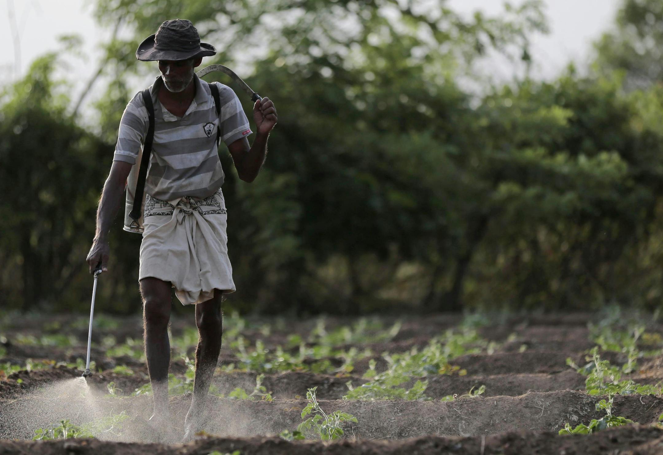 In this July 24, 2014, photo, a Sri Lankan farmer sprays an agrochemical on his field in Padaviya, Sri Lanka. A chronic kidney disease that has already killed up to 20,000 people over the past two decades and affects anywhere from 70,000 to 400,000 more in the country's North Central rice basket, remains an enigma without a name. Many in Sri Lanka, including the World Health Organization, have pointed to heavy use and misuse of agrochemicals as a possible culprit in a country that's among the wo