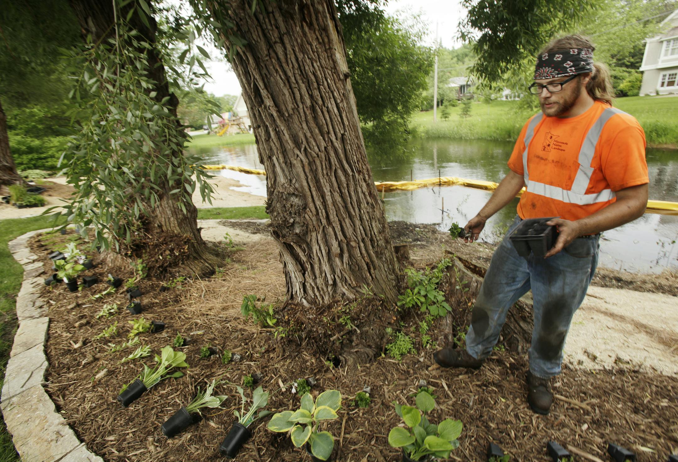 Calvin Olson of Minnesota Native Landscapes arrainged plants at a home in Edina to help protect Minnehaha Creek. June 26, 2013. ] JOELKOYAMA‚Ä¢joel koyama@startribune.com Work on converting the edge of residential lawns along Minnehaha Creek in Edina to more natural plantings is almost done. The watershed district effort is the first of its kind for them, and they had to battle homeowners who wanted to see the water from their homes. Sixteen of 56 homeowners agreed to the new pl