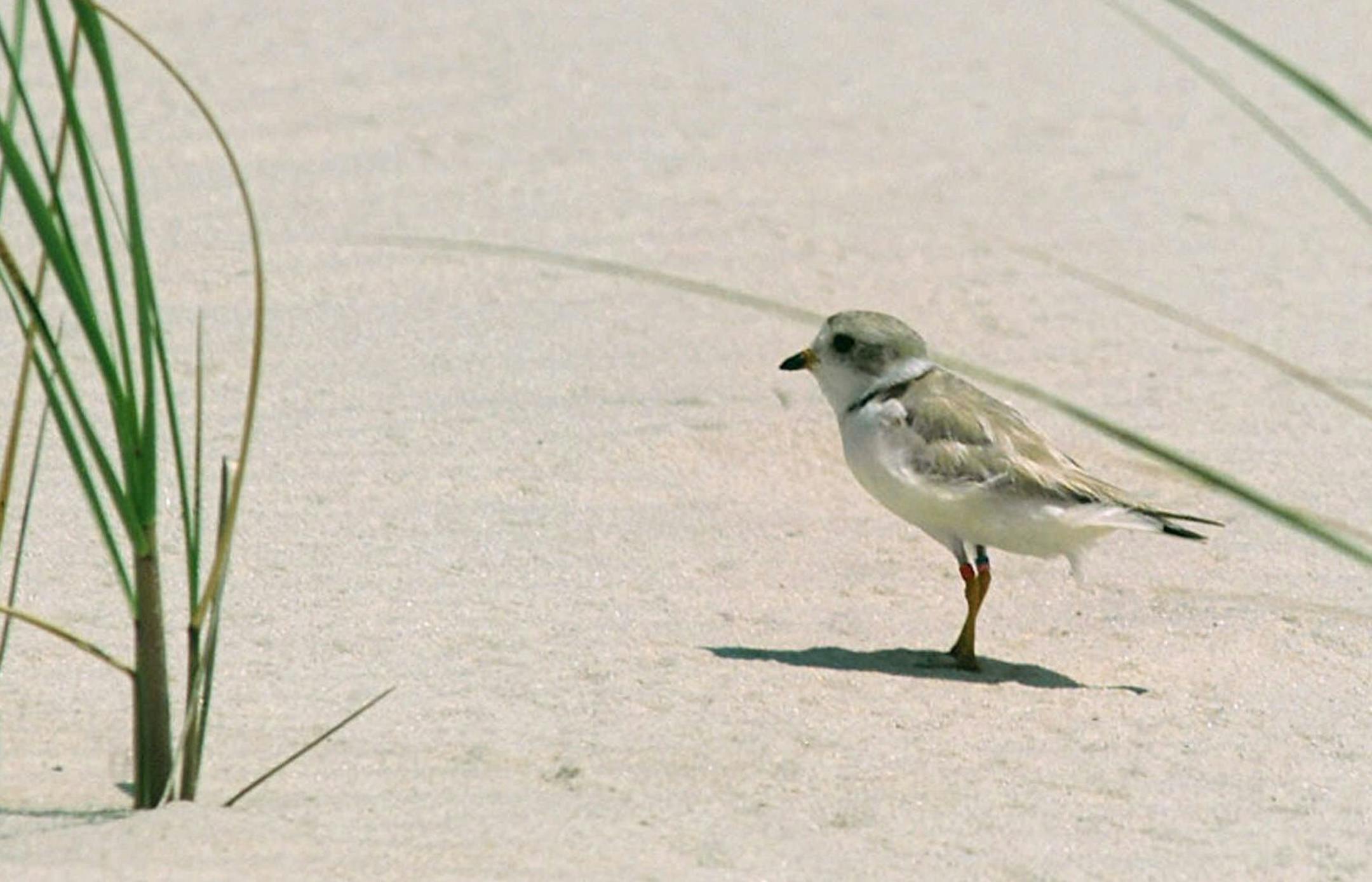FILE - In a Tuesday, July 24, 2001 file photo, a piping plover bird walks on the beach in West Hampton Dunes, N.Y. The endangered bird's return to Fire Island, N.Y., will severely restrict truck access to the barrier island during cleanup efforts in the aftermath of Superstorm Sandy. If officials don't get the estimated 82,500 cubic yards of trash removed by the end of March, they'll have to haul the remaining debris by barge. (AP Photo/Ed Bailey,File)