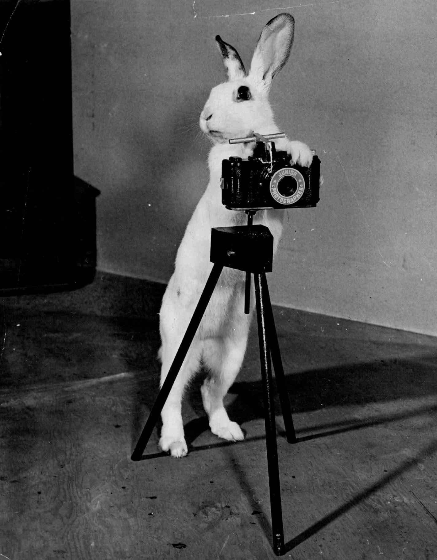 April 15, 1976 A rabbit photographer has been trained by Keller and Marian Breland of Hot Springs, Ark. Two of America's leading animal trainers, Keller and Marian met while studying for doctorates in psychology at the university of Minnesota 17 years ago. They decided to try to train animals according to psychological principles. Today they have a staff of 10 on their 260 -acre farm. February 9, 1958 March 21, 1980 Black Star; Minneapolis Star Tribune