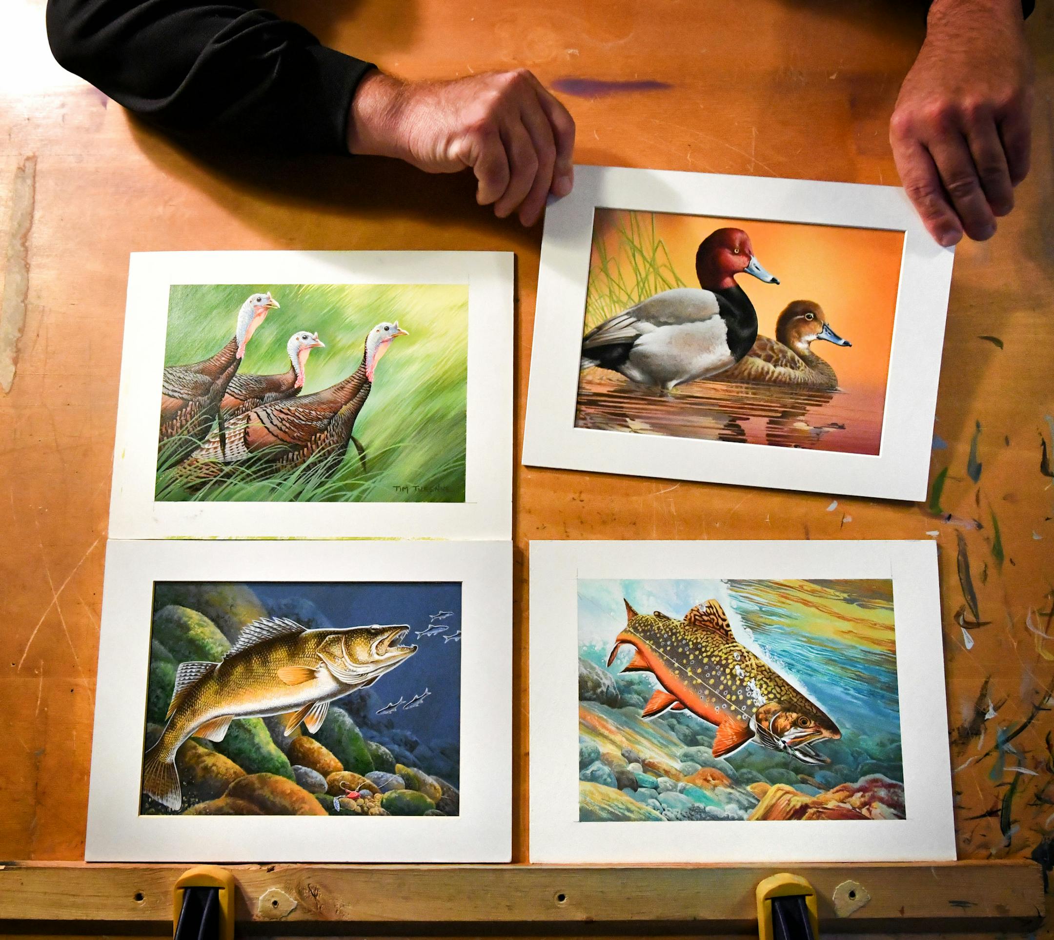 Artist Tim Turenne with his four winning paintings for 2017 stamps. ] GLEN STUBBE * gstubbe@startribune.com Tuesday, November 22, 2016 For 10 years, Tim Turenne has dedicated a large part of his life to painting wild animals for stamp designs. He was the stamp king of this year's DNR contests, sweeping all the categories he was able to enter: wild turkey, waterfowl, trout & salmon, and the walleye stamp, which he won at the end of October. His love for painting and the outdoors stretch back to w
