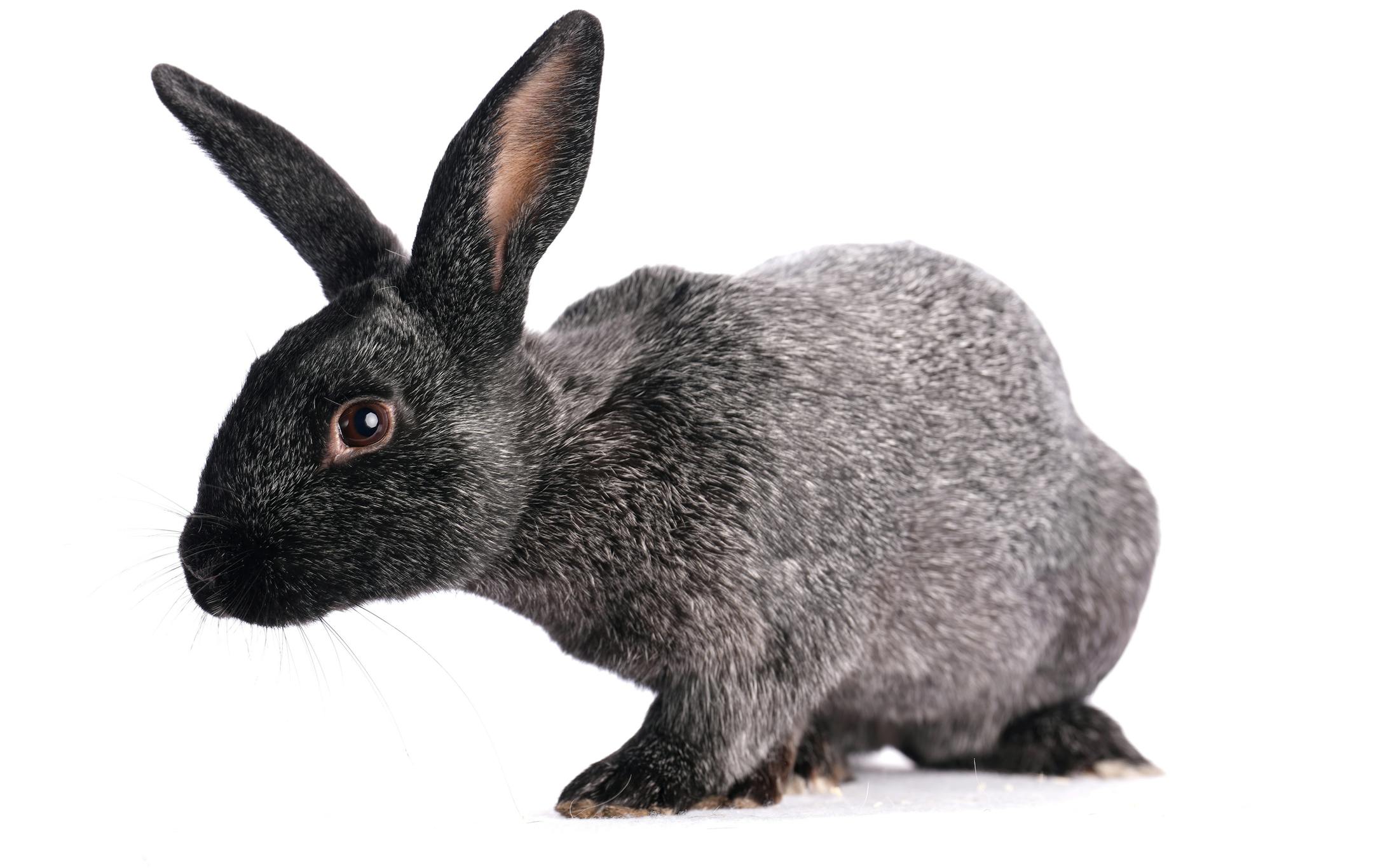 A silver rabbit shown by Erik Bengtson of Canton, Minn.