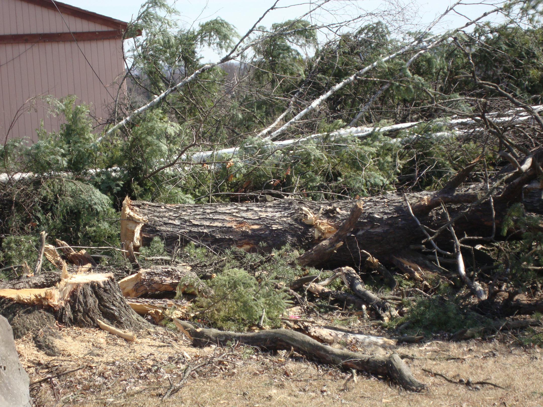 The jack pine measured 57 feet tall with a circumference of 7 feet-3 inches and a crown of 32 feet before it was felled.