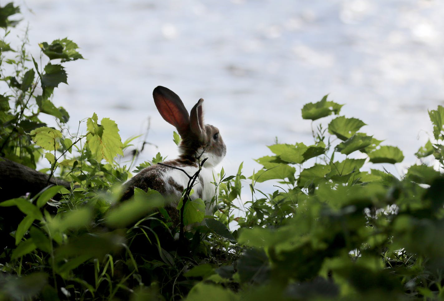 A rabbit peeked at the Mississippi River. Caleb Smith hopes to keep his rabbit island rustic, "like the Boundary Waters," he said.