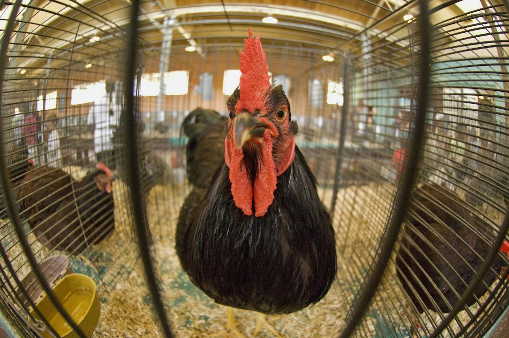 A Rhode Island Red rooster watched fairgoers pass his cage in Poultry Building. This one won a First Place and is (according to the tag on the cage) owned by Adrian Rademacher of Waconia.