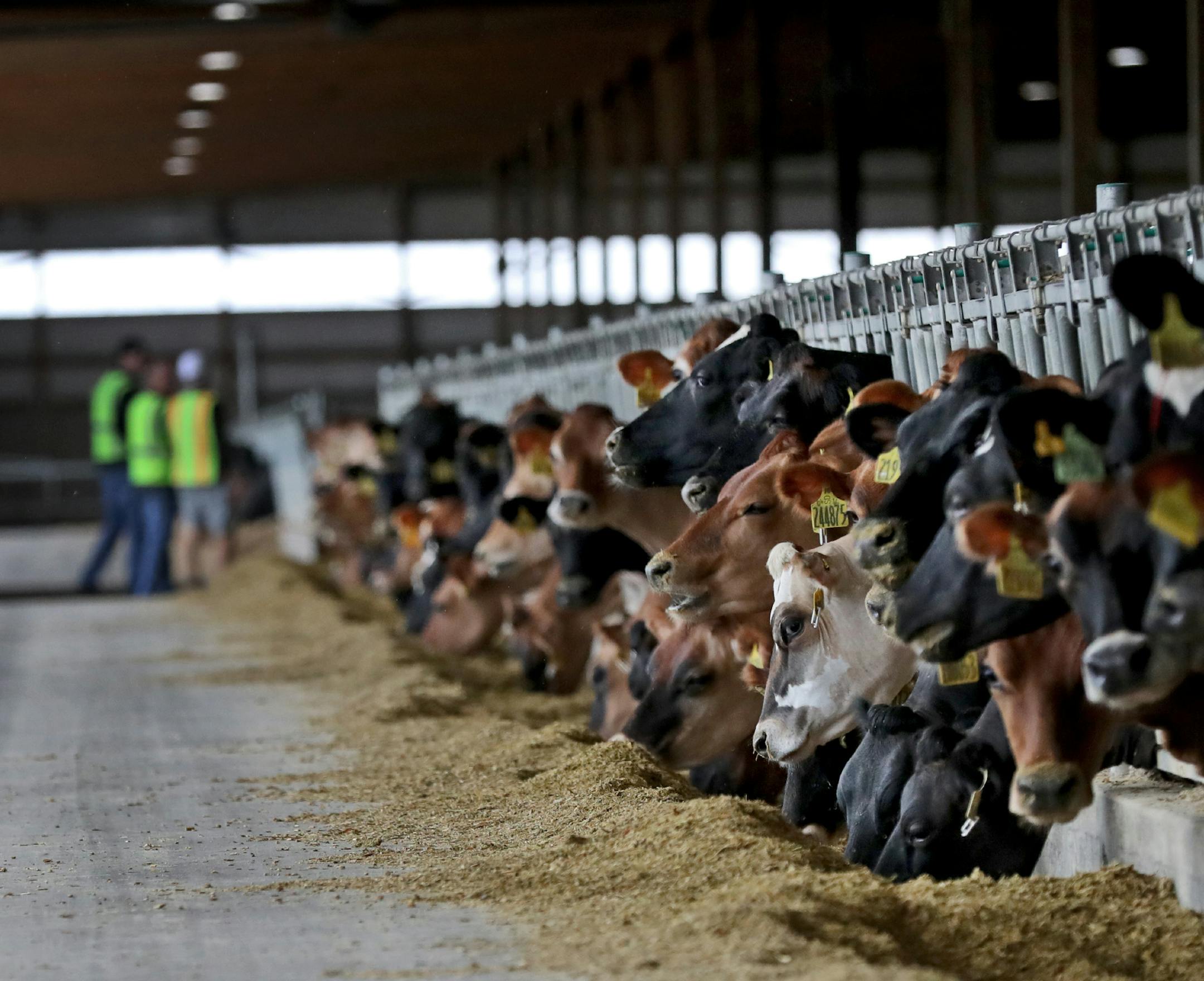 Louriston Dairy, build and operated by Riverview LLP, is home to 9,500 cows, 40 times more than the average U.S. dairy. The milking carousel at the Louriston turns 22 hours a day, every day, and it milks more cows in half an hour than the average American dairy milks all day. Here, some of the 9,500 cows on site eat feed in their stanchions in the massive barn Thursday, July 26, 2018, in Murdock, MN.] DAVID JOLES • david.joles@startribune.com The future of dairy farming is here in western