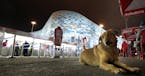 A stray dog sat in the concessions area outside of the Iceberg Skating Palace before a figure skating event on Thursday night.