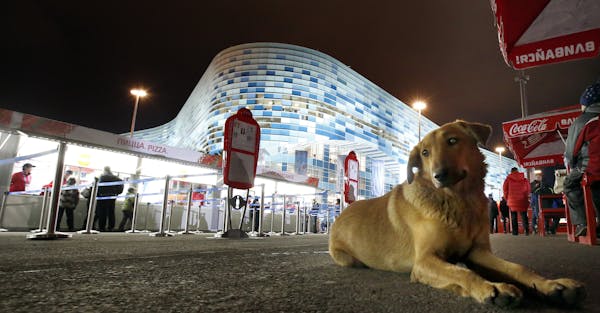 A stray dog sat in the concessions area outside of the Iceberg Skating Palace before a figure skating event on Thursday night.
