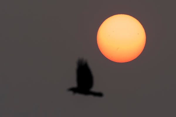A bird flew in front of the sun as haze from Canadian wildfires filled the skies. 