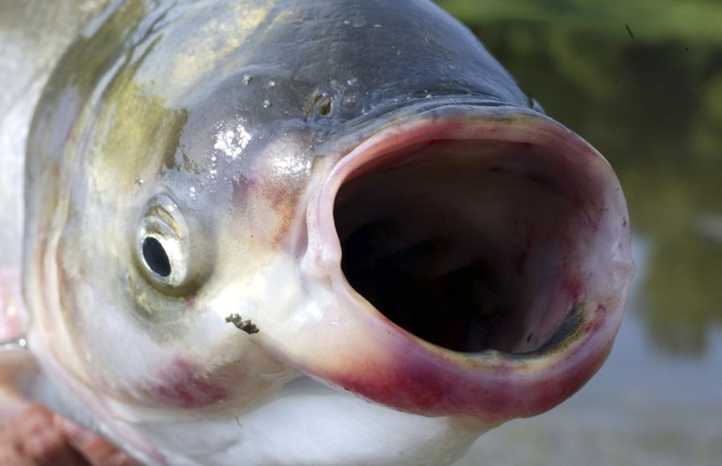 The invasive species silver carp is slowly advancing north along the Illinois River in central Illinois, and may become a factor in the Great Lakes in the future.