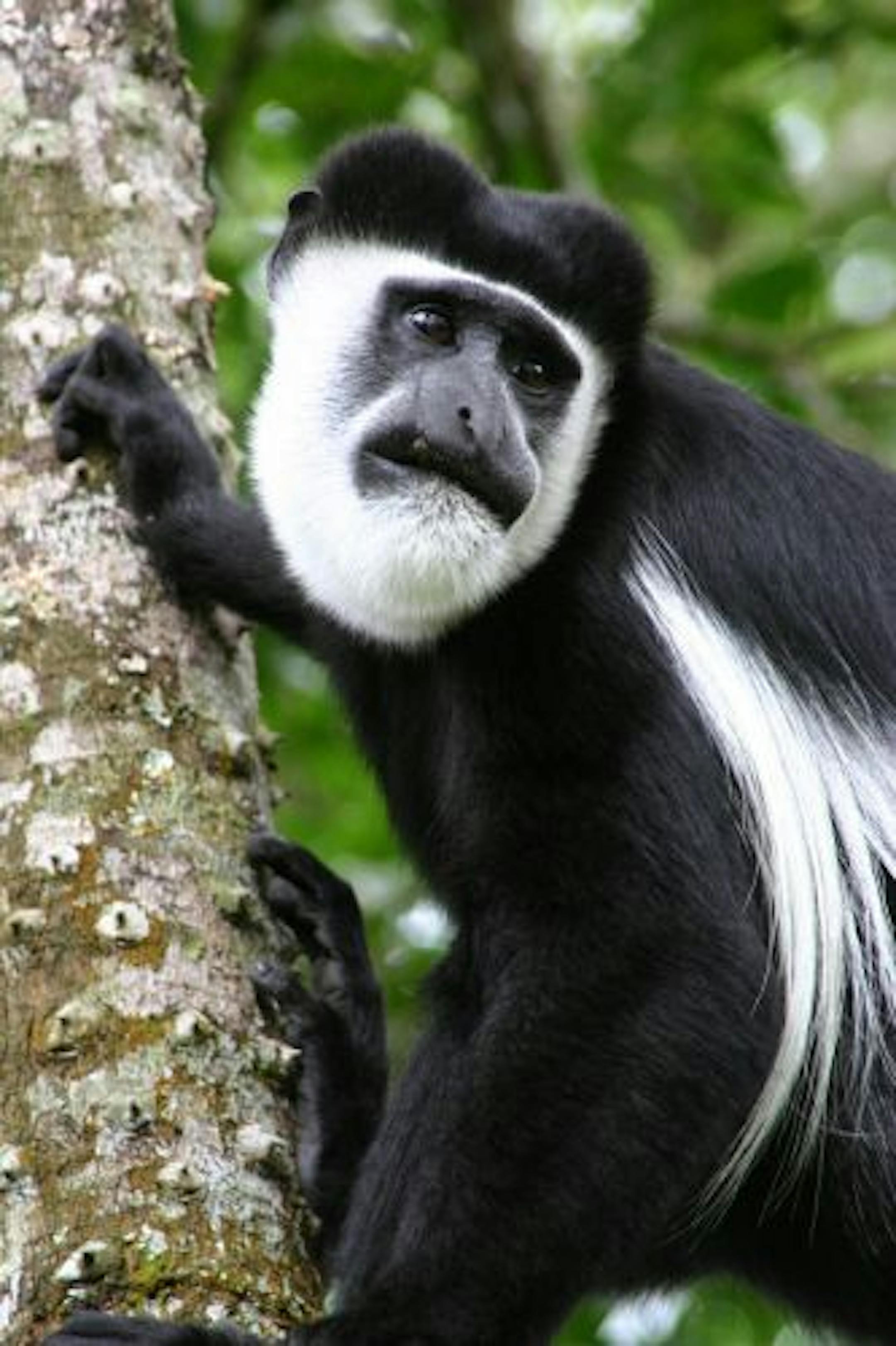 Colobus