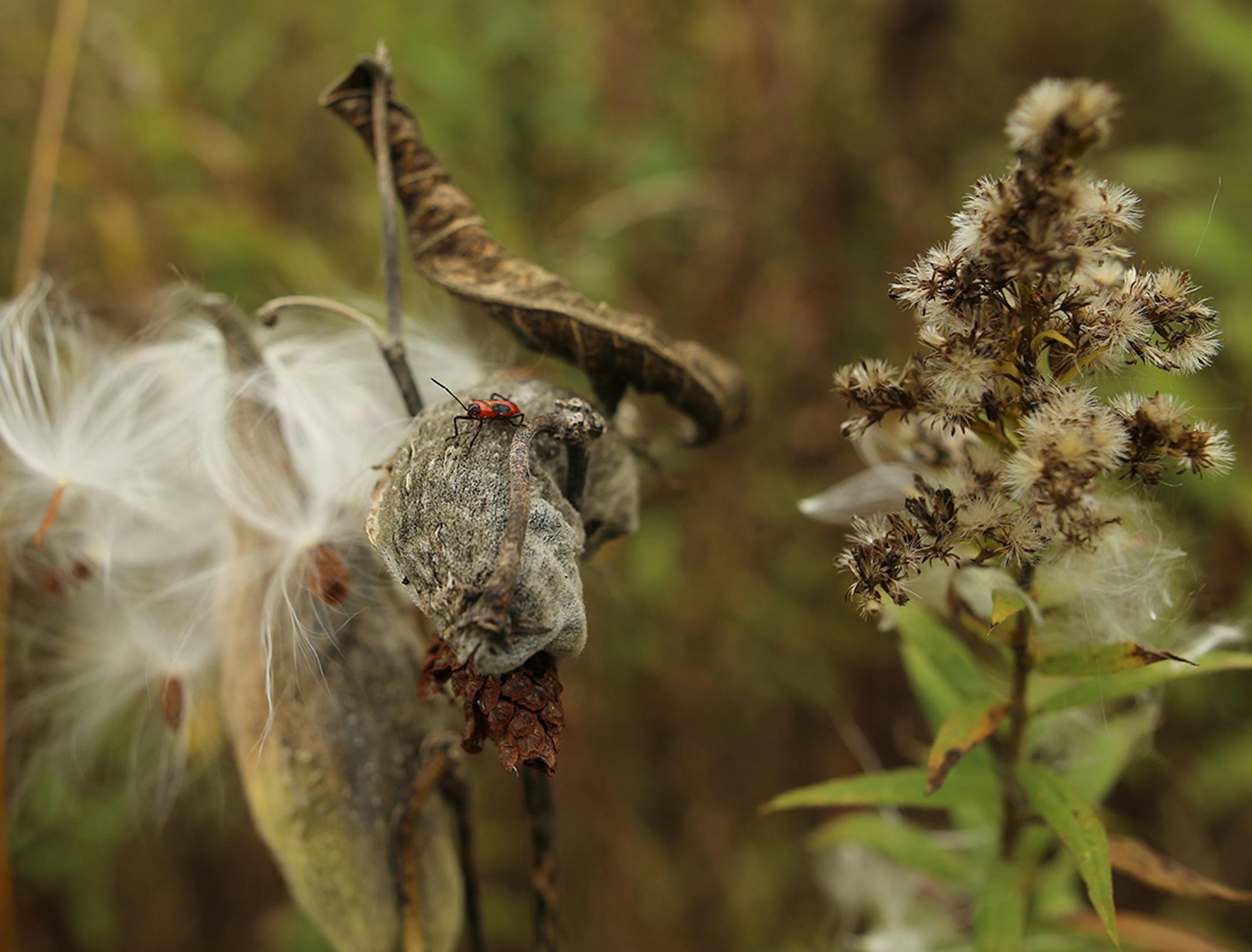 Ted Knudson, Harris MN , Milkweed spreads new seeds. [focus110517