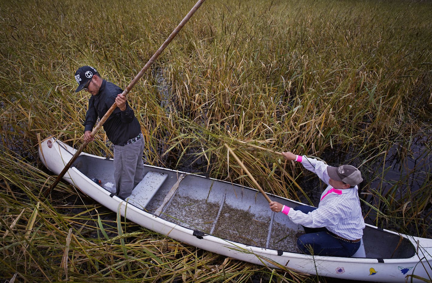 Harvey Goodsky Jr. and his wife, Morningstar, harvested wild rice on a perfectly calm day on Rice Lake in Aitkin County.