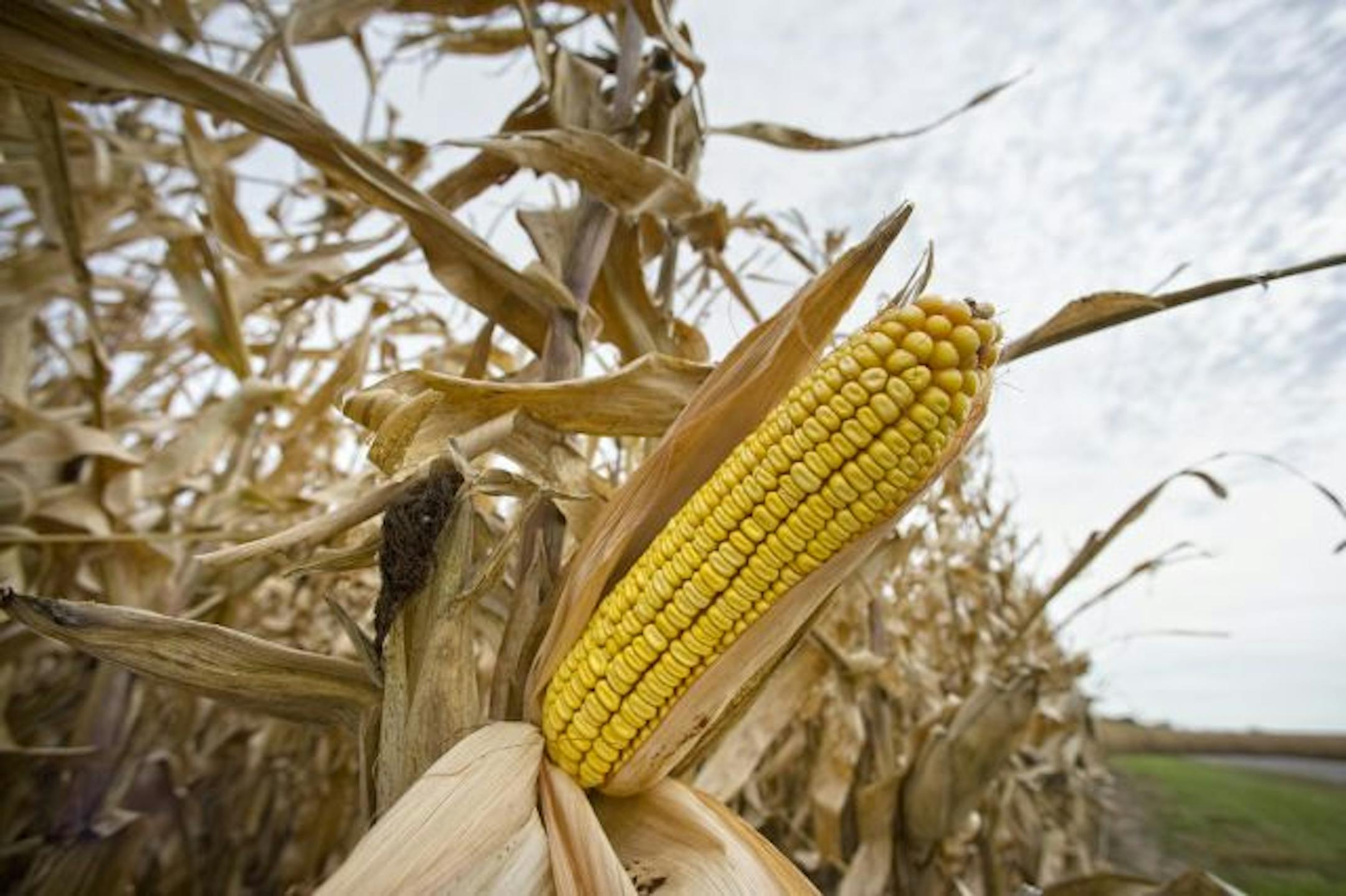 Corn close to harvest near Redwood Falls. Use for crop harvest stories.