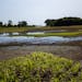 A farm field on Tuesday, Jul 23, 2019, near Dundas, Minn., when a wet spring pushed back planting season for corn and soybeans.