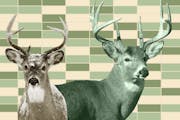 Big Ten deer hunting rankings? Minnesota isn't power you'd expect.