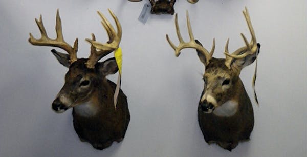 Part of the illegal poaching by William R. Welsh of St. Cloud.