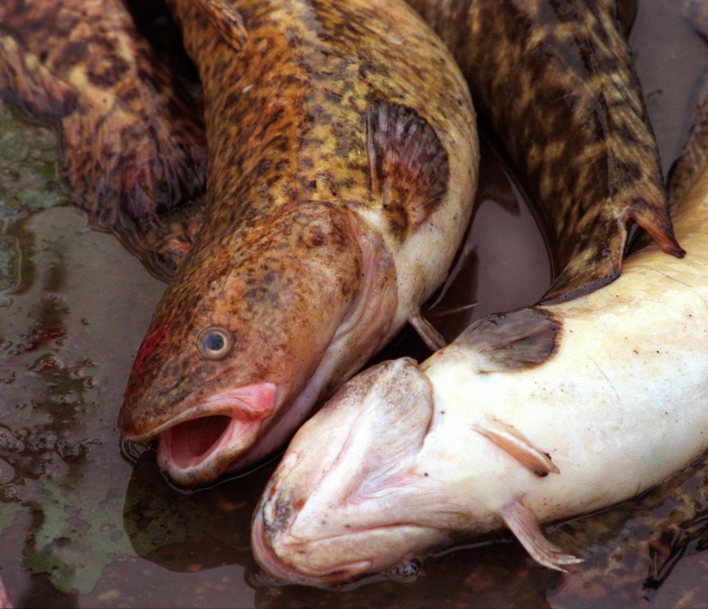 International Eelpout Festival in Walker, Mn. -- Eelpout destined for the pout fry held to benefit kids programs in the area.