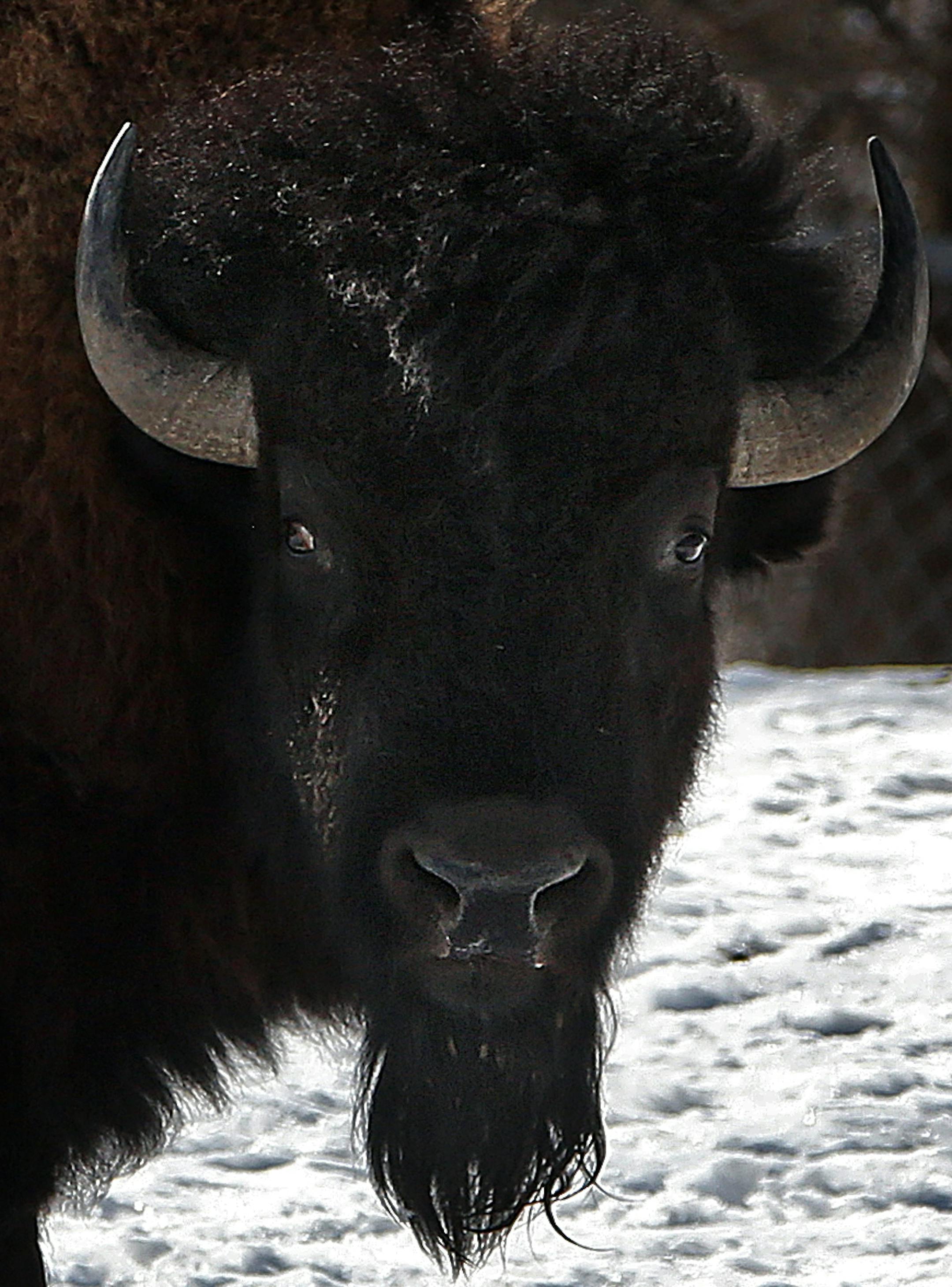 Bison at the Minnesota Zoo in Apple Valley. ] JIM GEHRZ ï james.gehrz@startribune.com / Apple Valley, MN / March 7, 2015 /12:30 PM ñ BACKGROUND INFORMATION: Conservation has always been a large part of the Minnesota Zoo's core mission, but this year the state institution is upping the ante. More money from the Zoo foundation will be funneled toward increasing international conservation work in Africa and the zoo is attempting to rebrand itself as a leader in this field. The Minnesota Z
