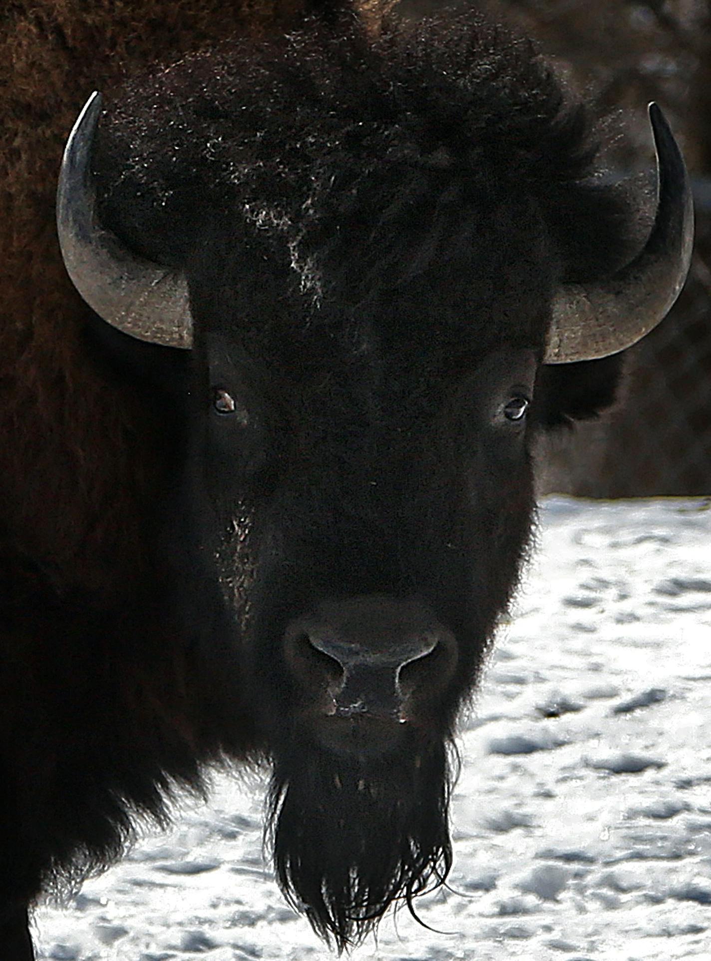 Bison at the Minnesota Zoo in Apple Valley. ] JIM GEHRZ &#xef; james.gehrz@startribune.com / Apple Valley, MN / March 7, 2015 /12:30 PM &#xf1; BACKGROUND INFORMATION: Conservation has always been a large part of the Minnesota Zoo's core mission, but this year the state institution is upping the ante. More money from the Zoo foundation will be funneled toward increasing international conservation work in Africa and the zoo is attempting to rebrand itself as a leader in this field. The Minnesota Z