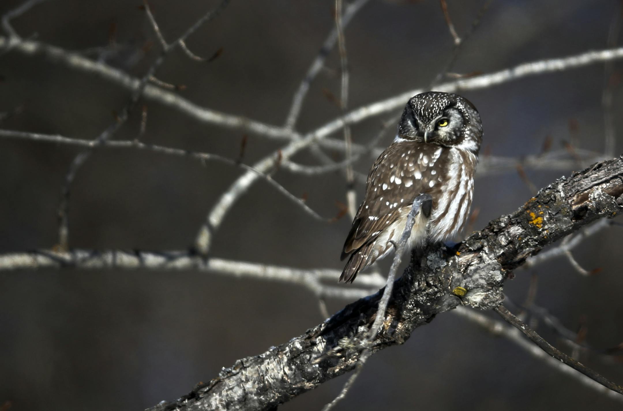 Rarely seen, a boreal owl.