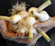 Wise Acre Eatery Chef, Beth Fisher, Fresh garlic just in from the farm. ] TOM WALLACE &#x201a;&#xc4;&#xa2; twallace@startribune.com __Assignments #200