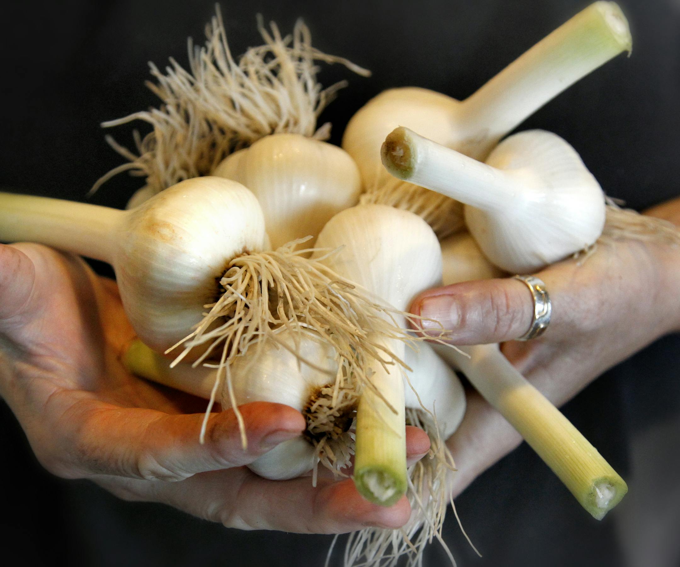 Wise Acre Eatery Chef, Beth Fisher, Fresh garlic just in from the farm. ] TOM WALLACE ‚Ä¢ twallace@startribune.com __Assignments #20018935A_ July 14, 2011_ SLUG: rn0728_ EXTRA INFORMATION: The Wise Acre Eatery restaurant, 5401 Nicollet Ave South, Mpls, MN, has been open for a couple months. People: A portrait of Chef, (CQ) Beth Fisher, and a portrait of Fisher and GM (CQ)Caroline Glawe. Food: Fried chicken, "Shades of Summer" salad, and the custard sundae of the day. _Names were