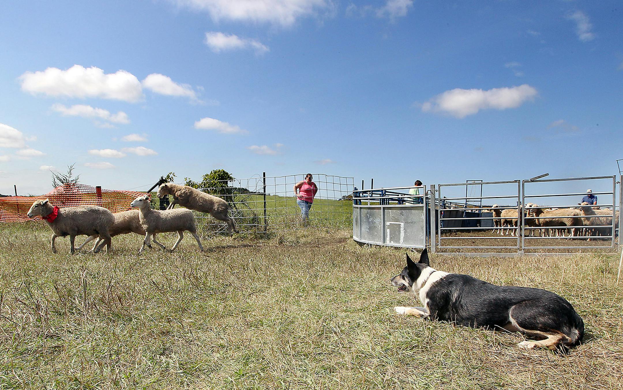 Greta stood her ground before herding sheep to get into position with her handler, Wendy Peters, during the 30th Annual Wisconsin Stock Dog Association Sheepdog Trial in 2015.