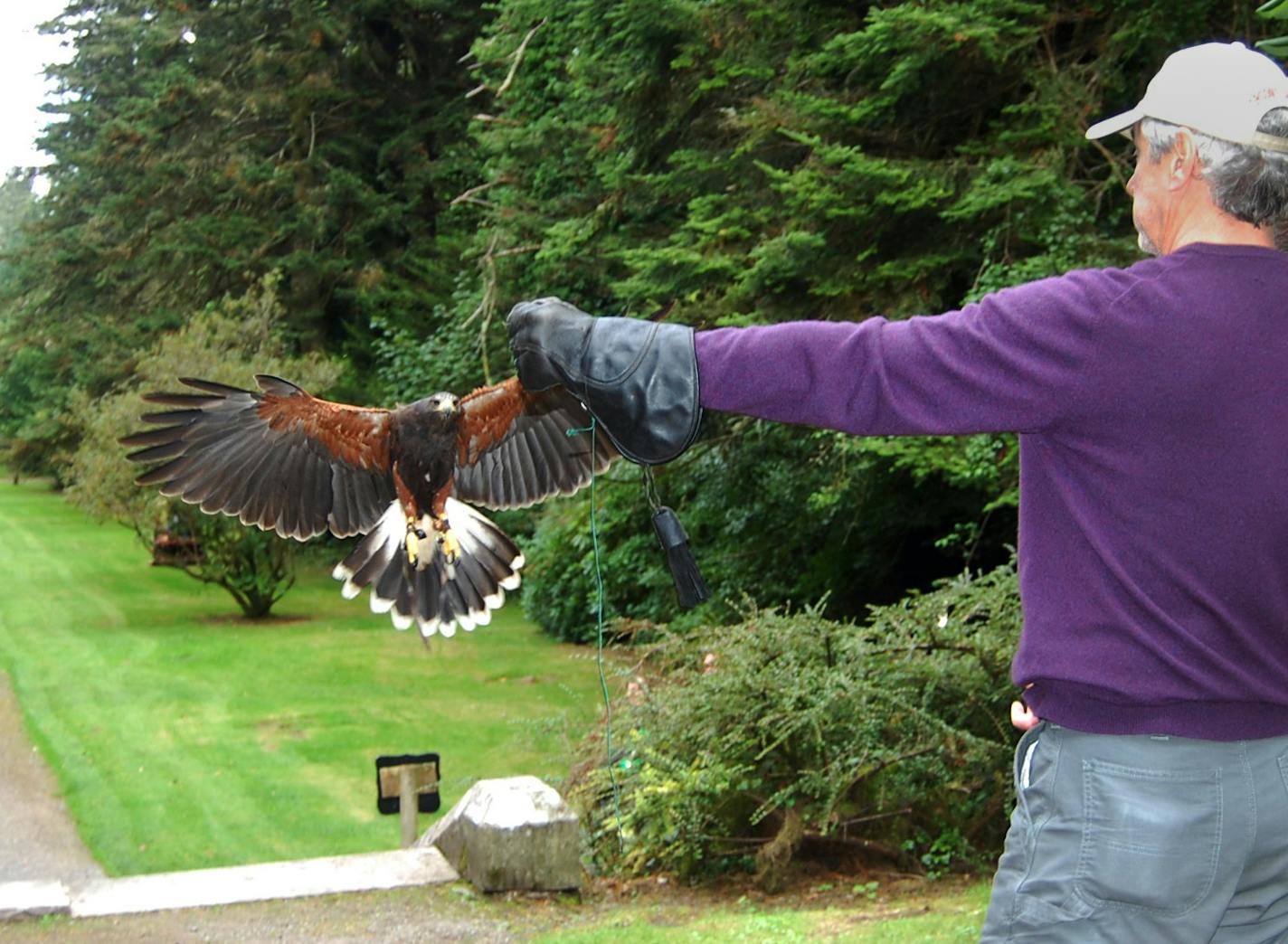 Photo 8: Chip Meyrelles releases a hawk on the grounds of Ashford Castle. ] Karen Lundegaard;