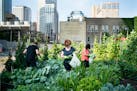 Gethsemane Garden provides fresh produce oasis amid concrete of downtown Minneapolis