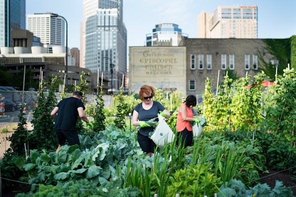 Gethsemane Garden provides fresh produce oasis amid concrete of downtown Minneapolis