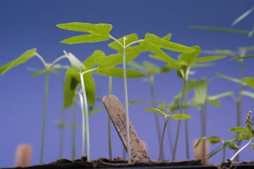 Seedlings