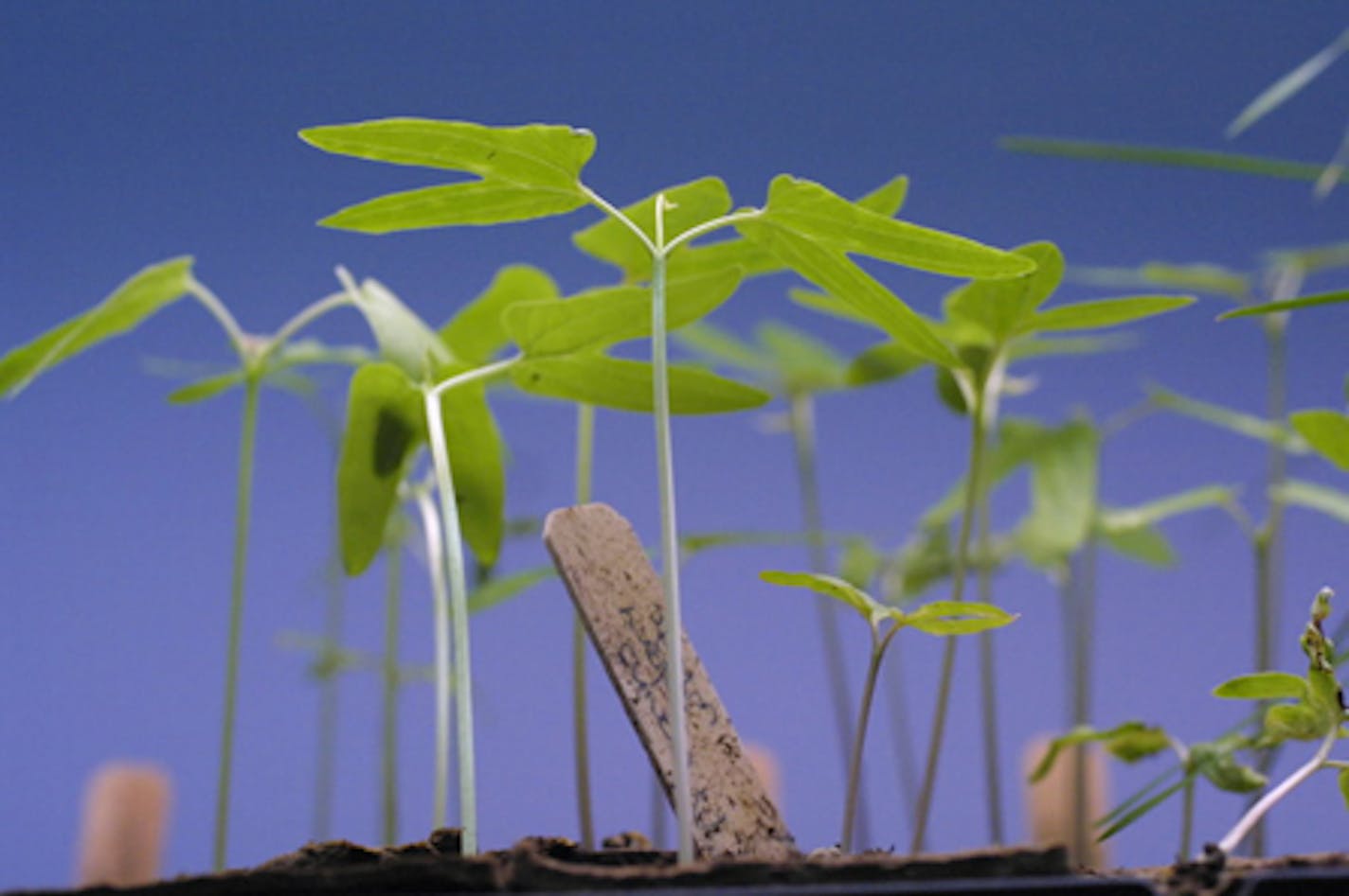 Seedlings