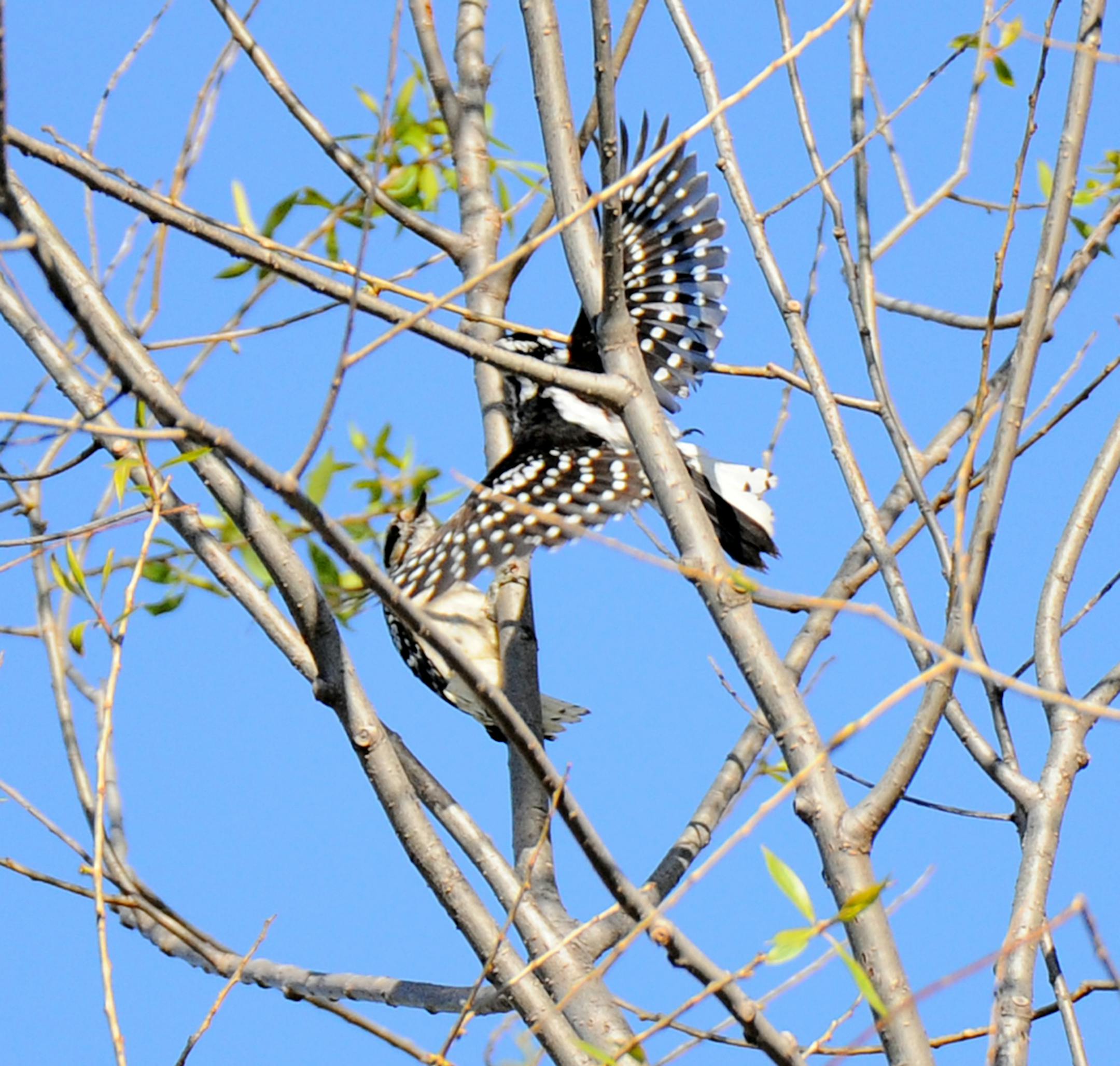 Downy woodpecker courtship credit: Jim Williams, special to the Star Tribune