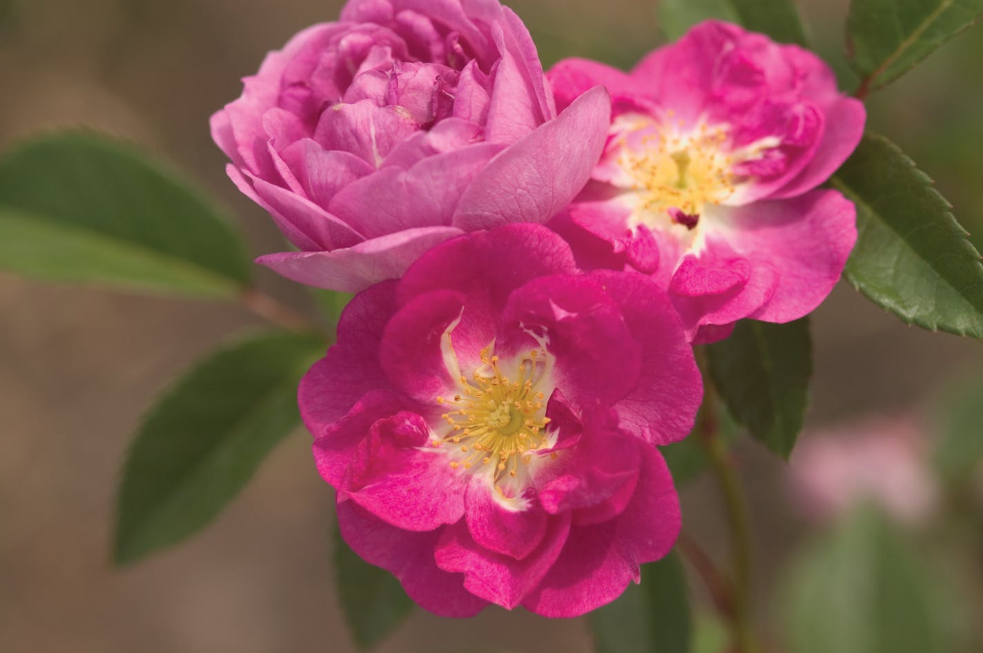 Rosa Sven Northern Accents from Bailey Nurseries