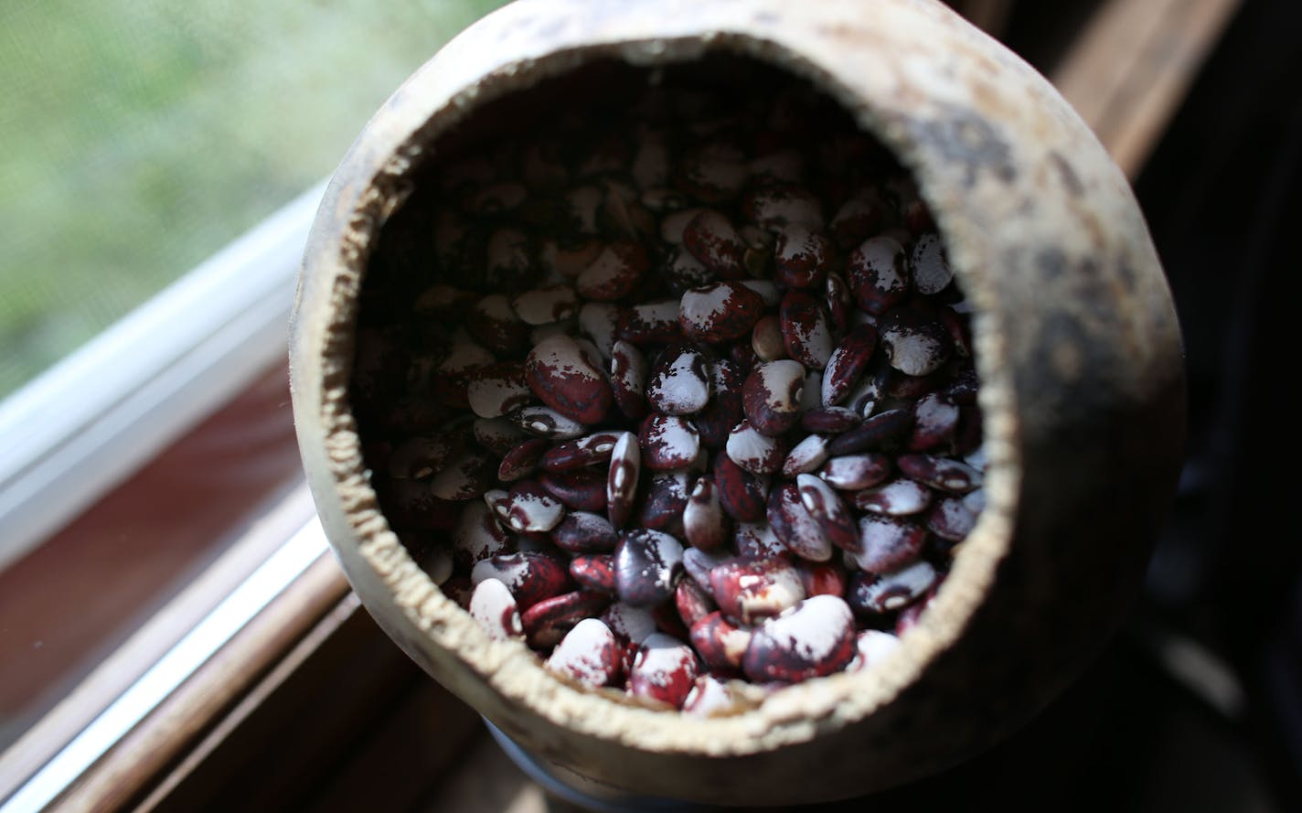 Patowatomi Lima beans in a gord. ] (KYNDELL HARKNESS/STAR TRIBUNE) kyndell.harkness@startribune.com Heritage gardens for the Shakopee Mdewakanton community in Shakopee Min., Tuesday, August, 19, 2014.