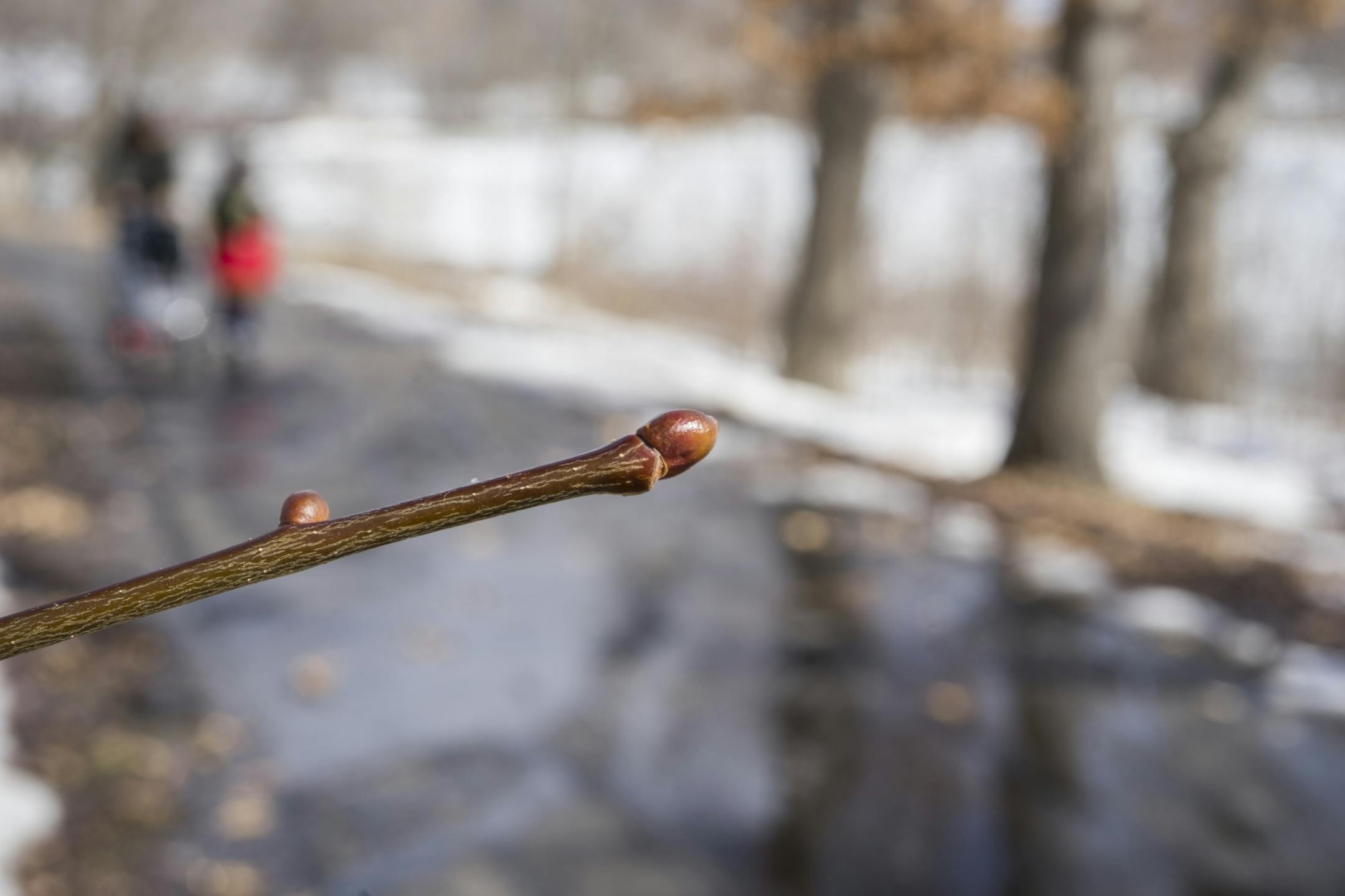 Small trees began to bud at Silverwood Park in St. Anthony on Wednesday, just in time for the start of spring. More sunshine is in the forecast Thursday.