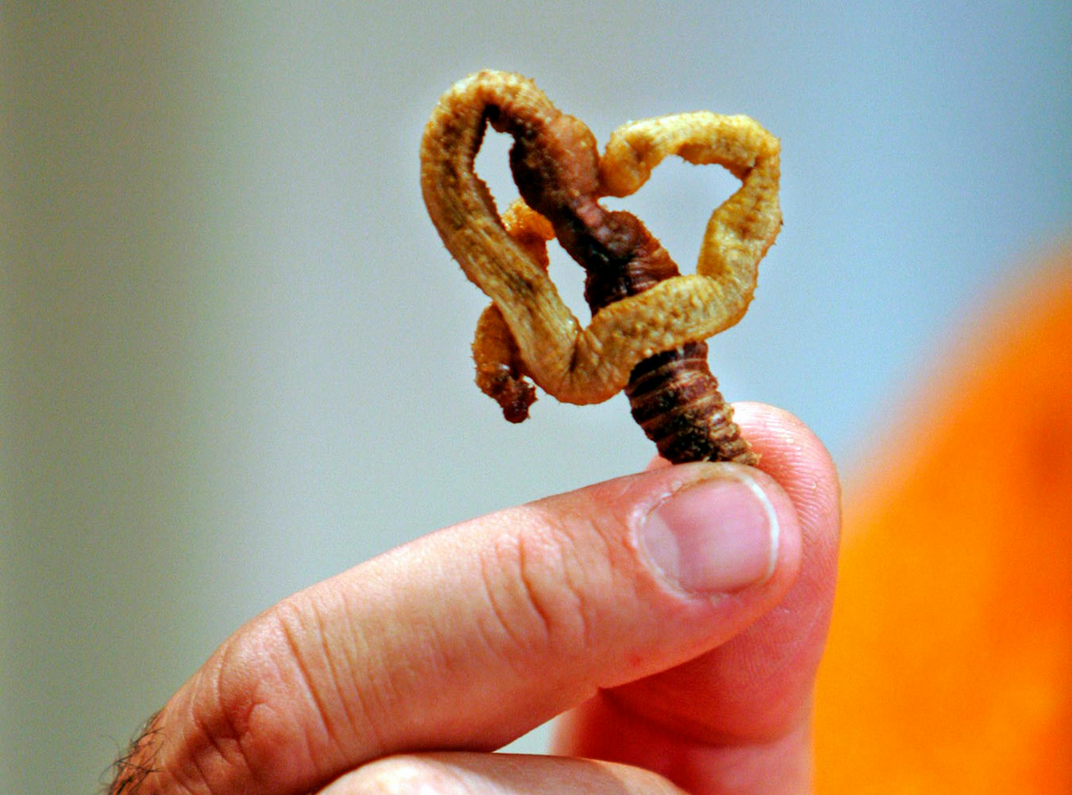 Andrew Zimmern shows off a wormsel, a pretzel twisted and baked worm, while filming on Gene Rurka's farm in New Jersey for Zimmern's new Travel Channel show Bizarre Foods.