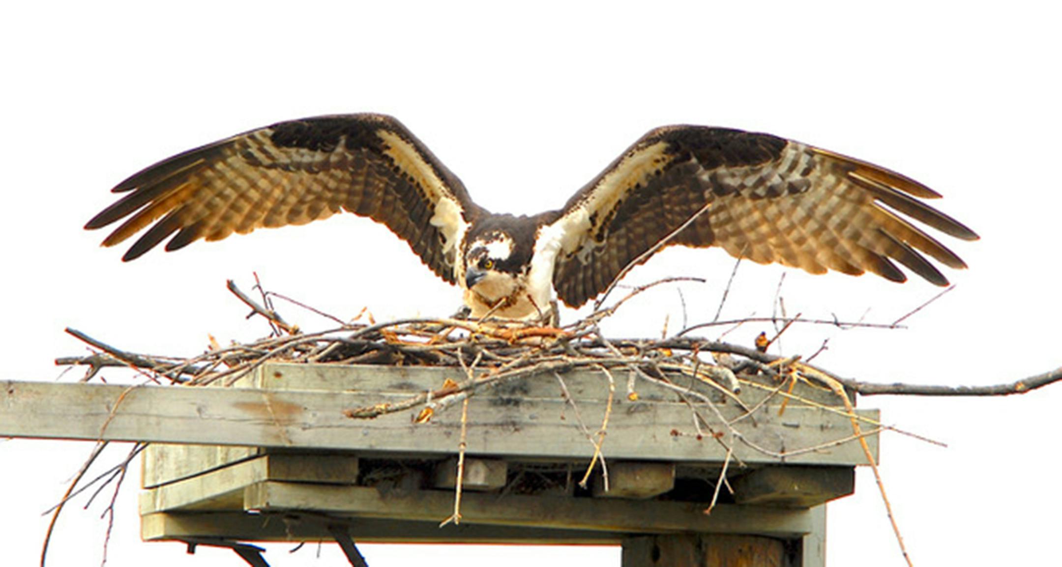 An osprey with wings outstretched lands on a platform with a nest on top.