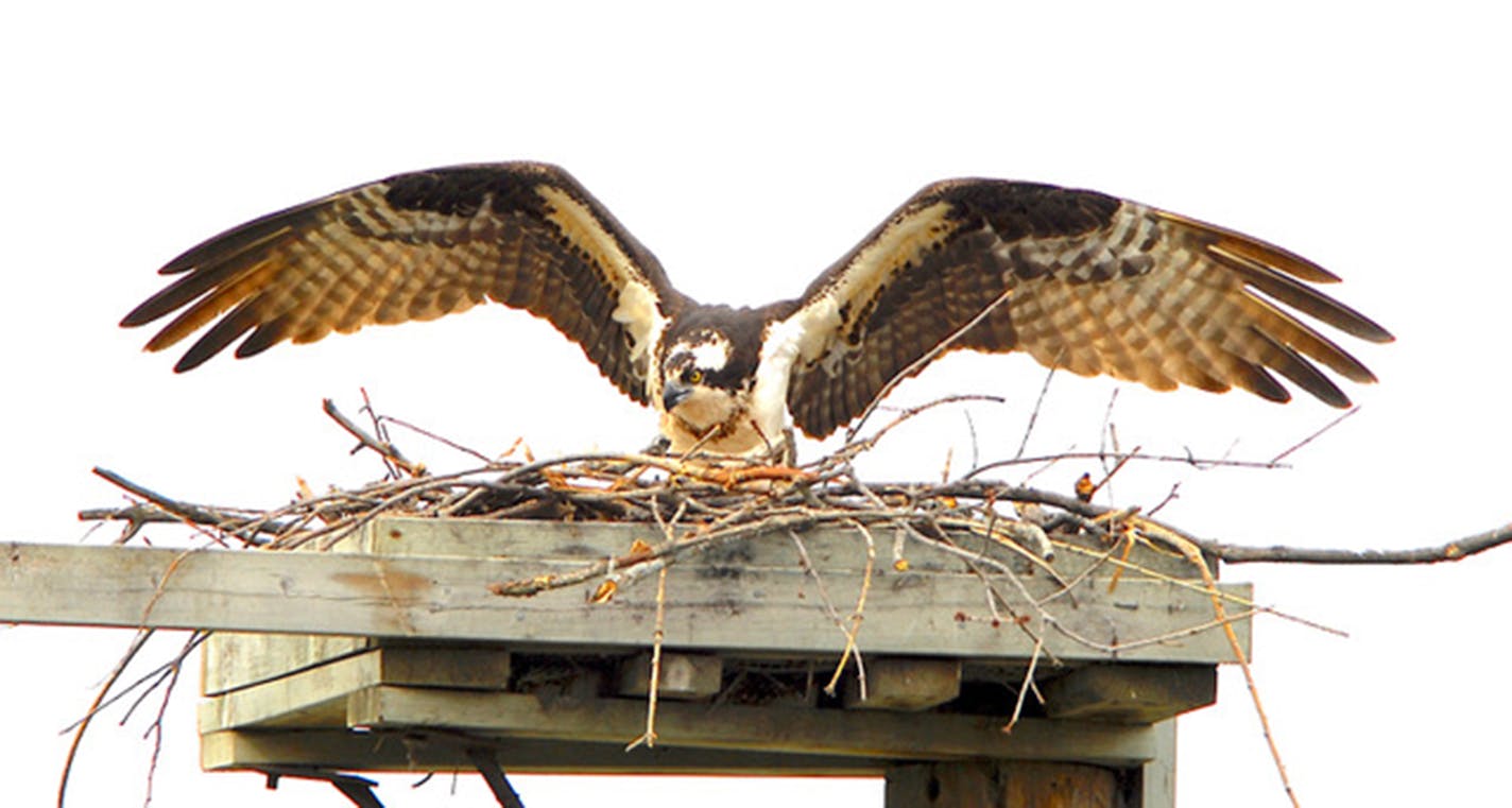 An osprey with wings outstretched lands on a platform with a nest on top.