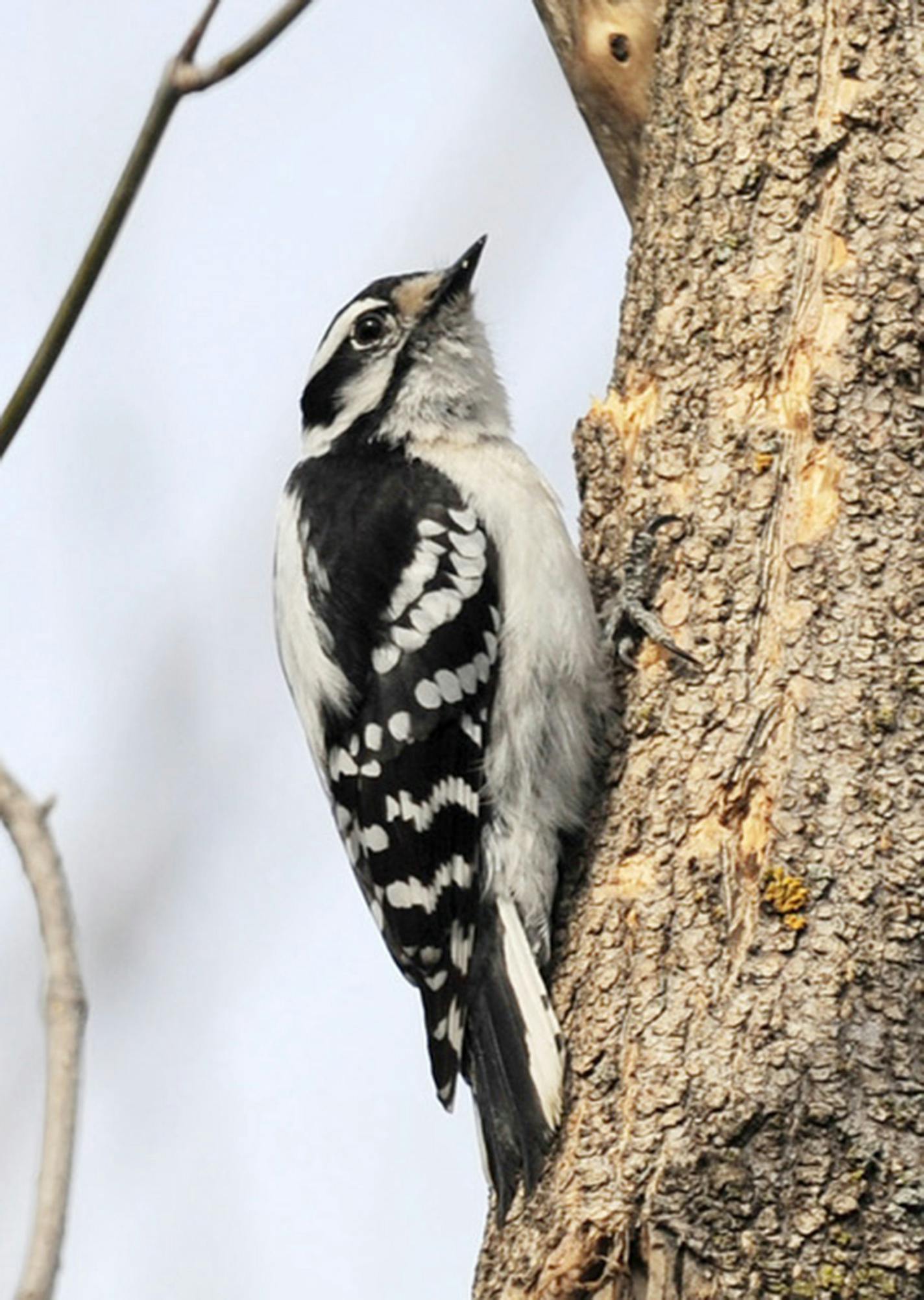 A downy woodpecker perches on a tree.