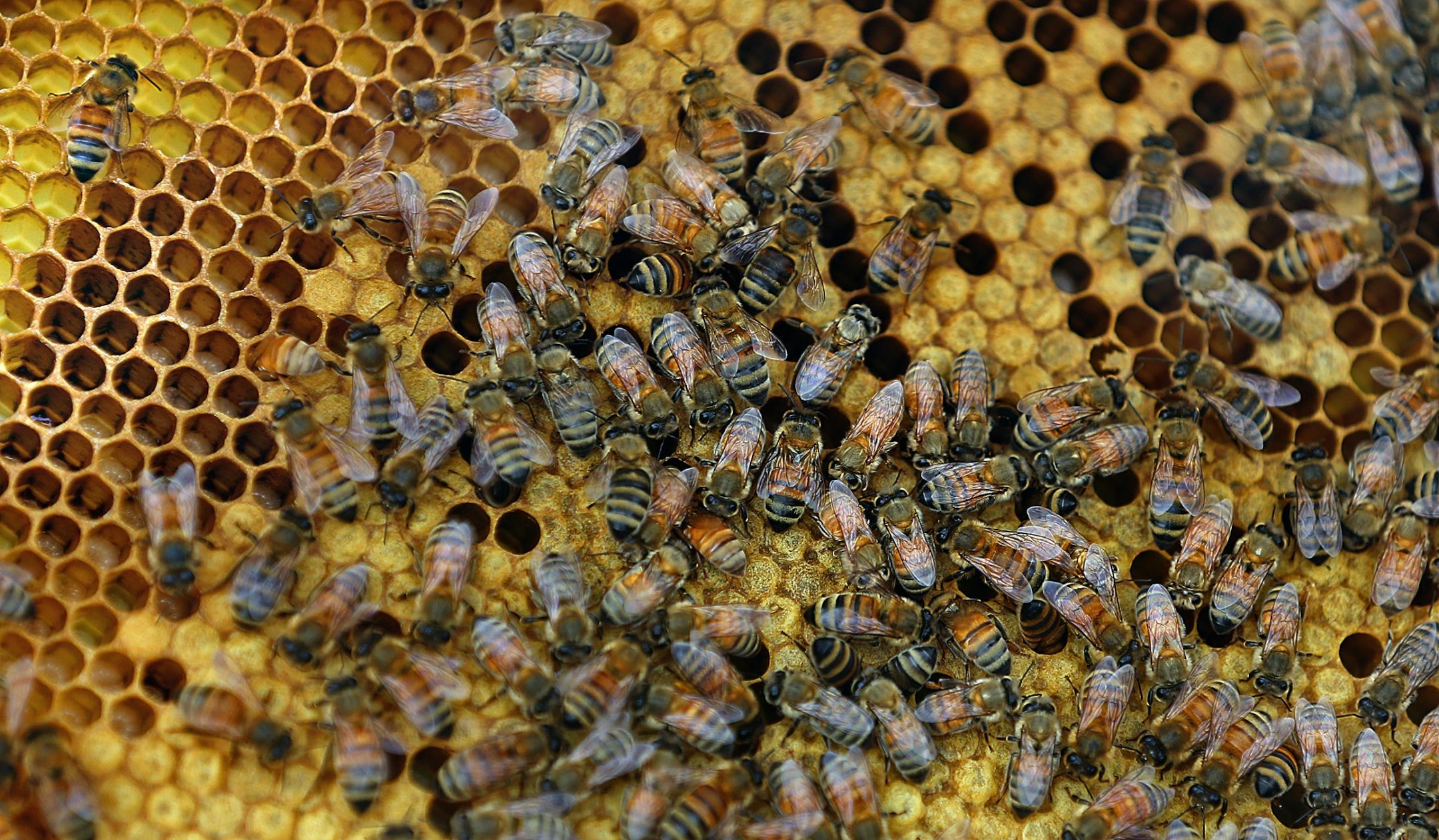 Beekeeper and chocolatier Susan Brown inspected one of her bee hives.